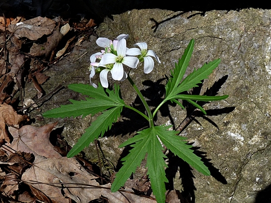 {Cardamine concatenata}